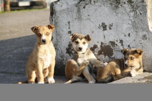 hermanitos