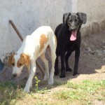 angelito y shaki