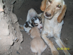 Mama del Angelito