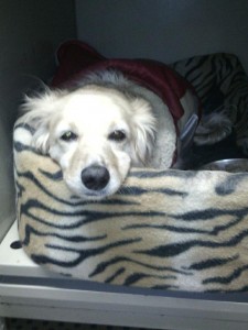 juancho
