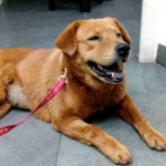 Osita adop