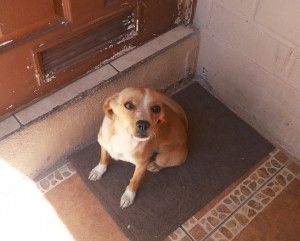 dulce1